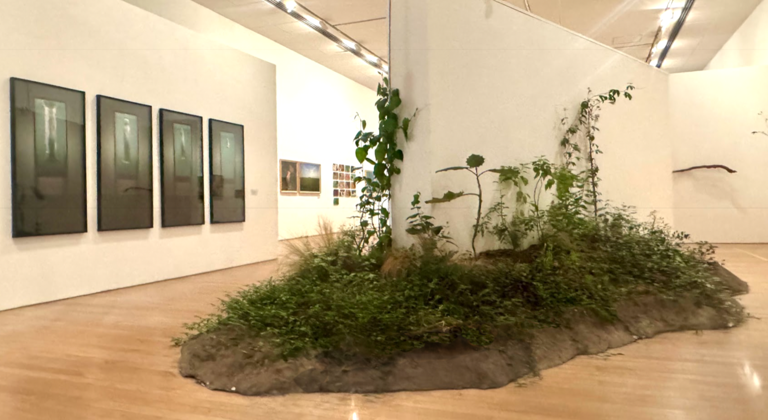 Serie “Encuentros”- “Las caminantes”
Isla  portadora de plantas denominadas ‘malezas” que devoran durante los mesesde la exposición un panel museal 
Tierra, plantas, base de resina sintética, panel museal.
2024 Museo de arte Miguel Urrutia, Banco e l