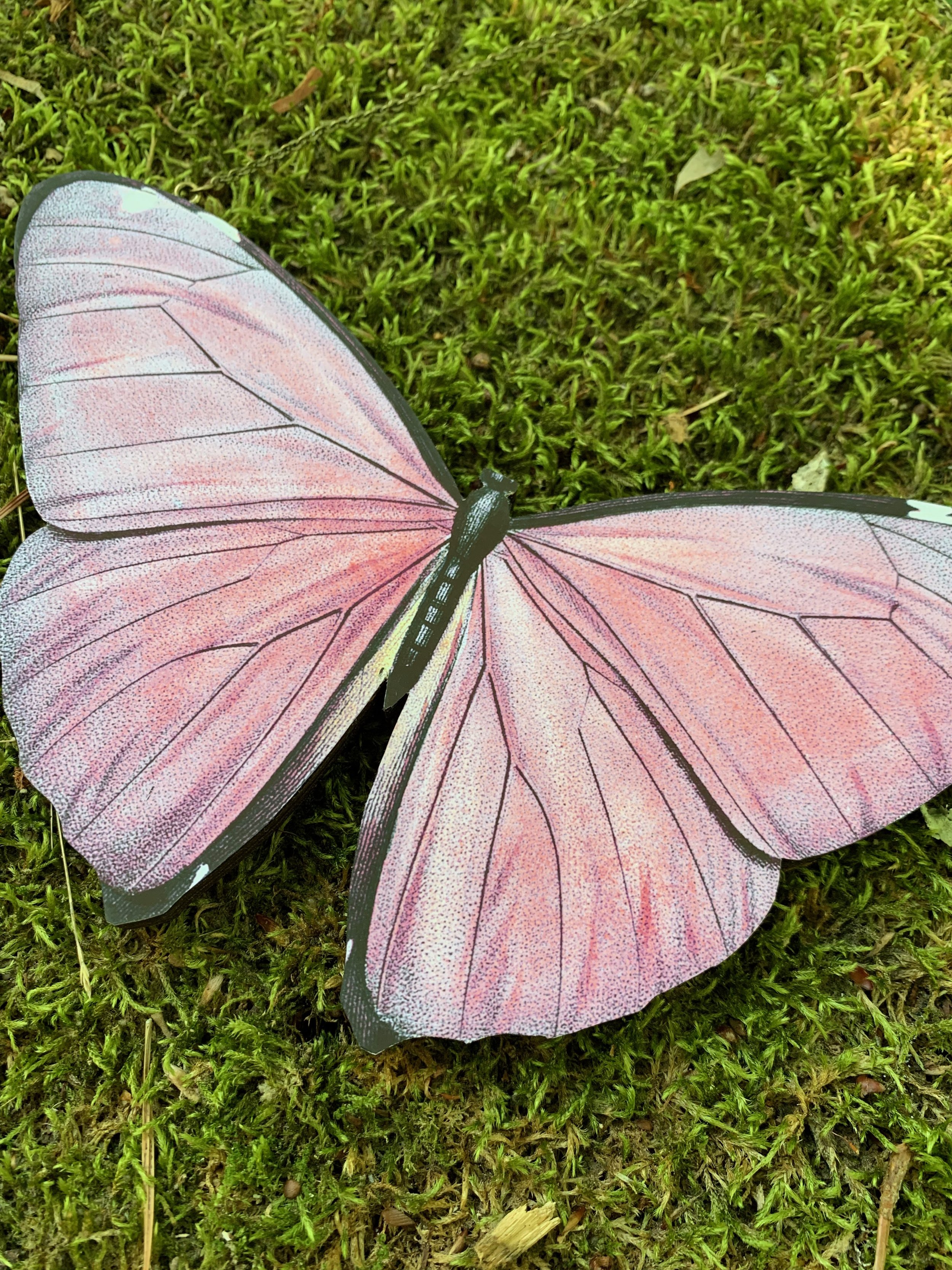 Pink Butterfly