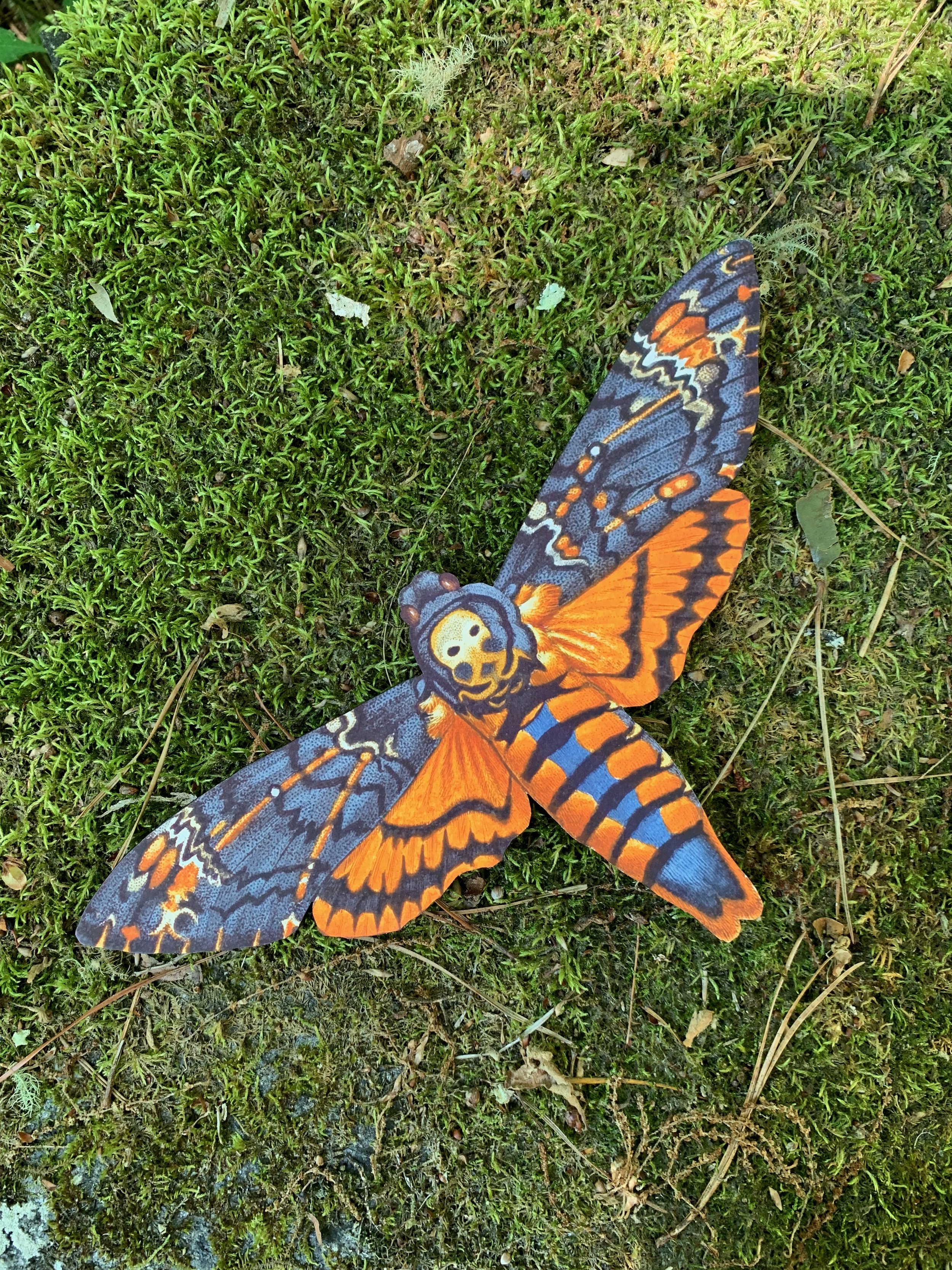Death's-head Hawkmoth