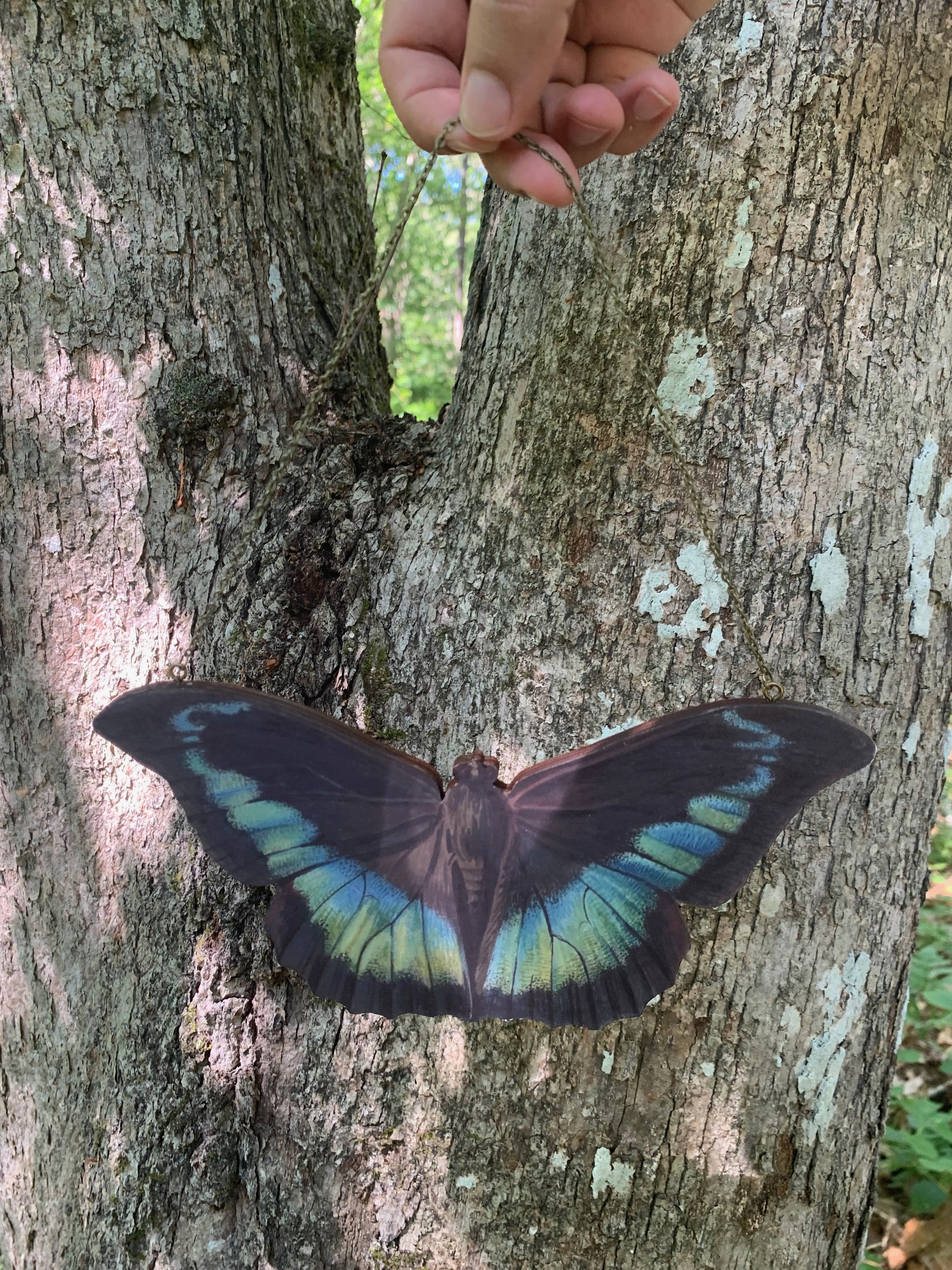 Black and Green Butterfly