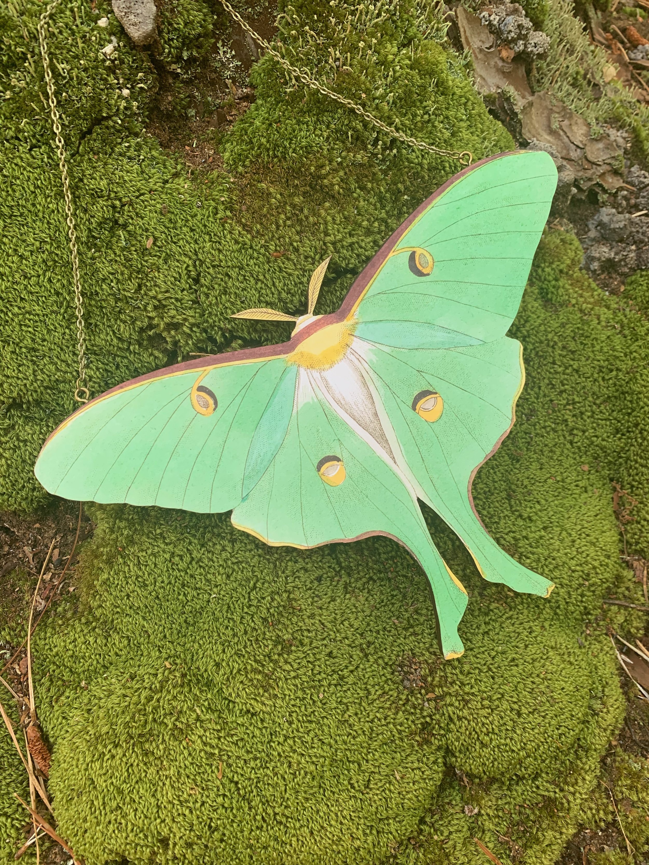 Luna Moth Wall Decor