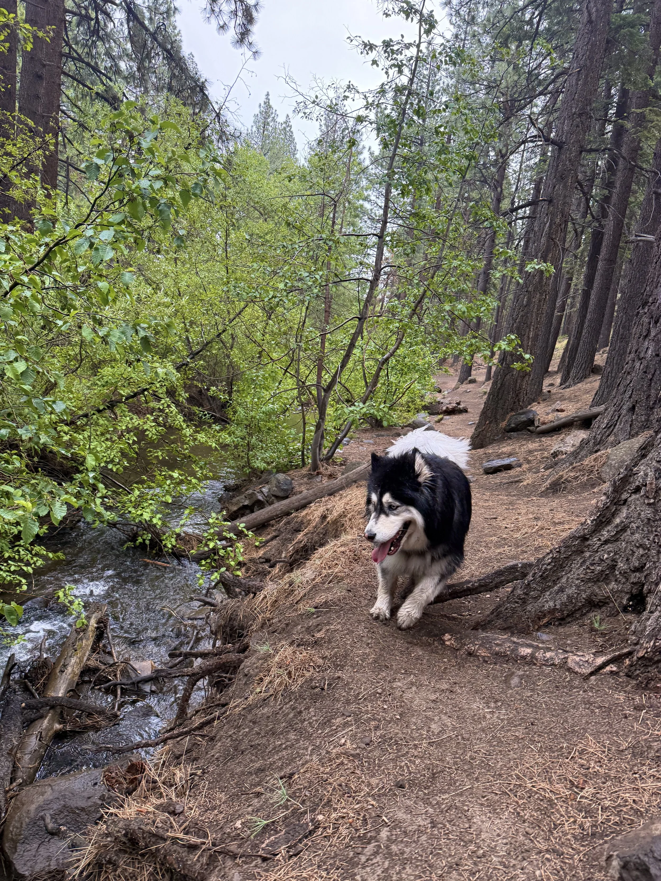 dog on a trail