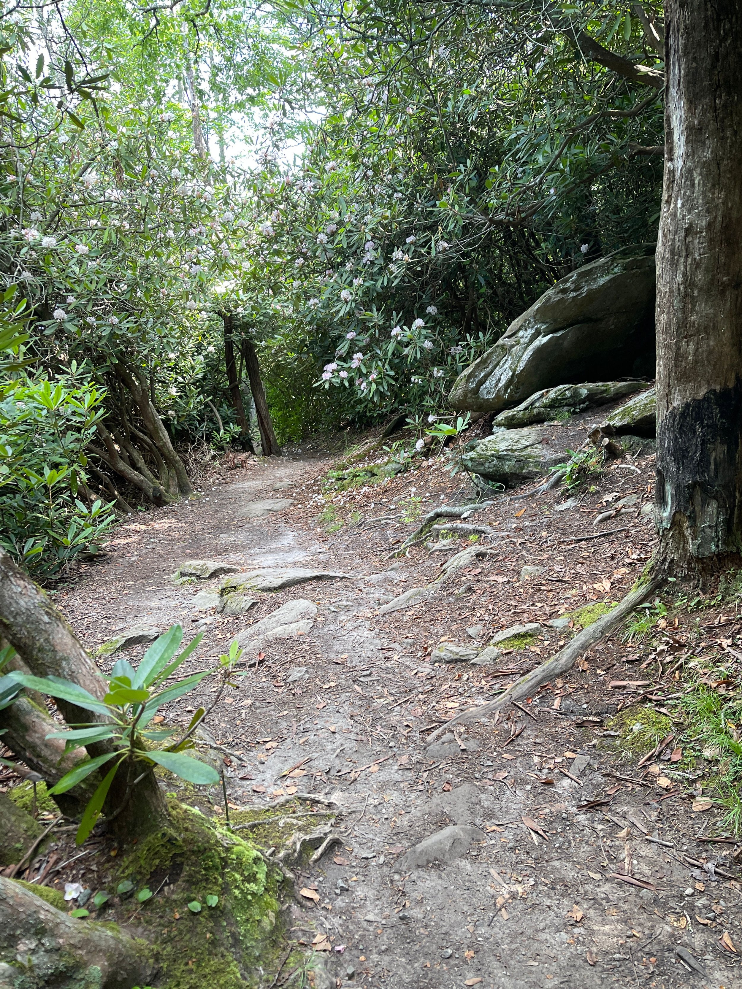 Ashe Home Market November 2025