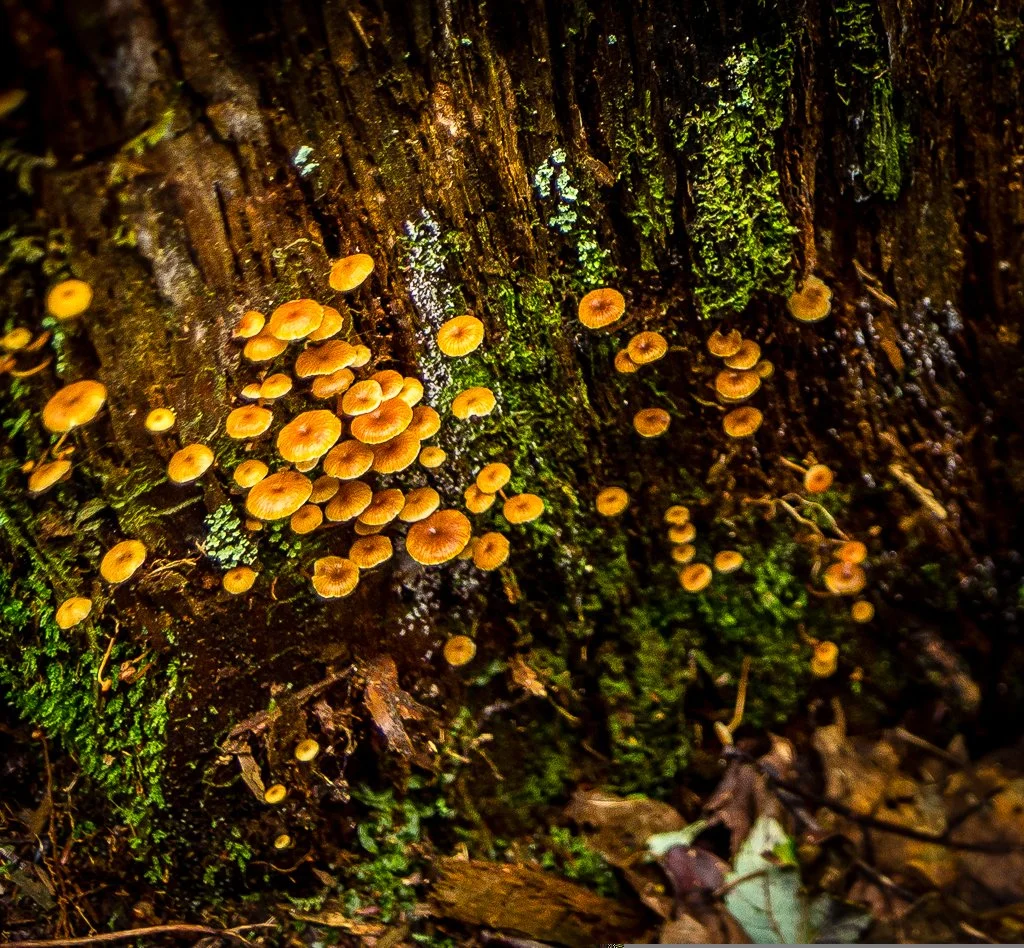 THE HIGH COUNTRY LAND MARKET, CALENDAR YEAR 2025