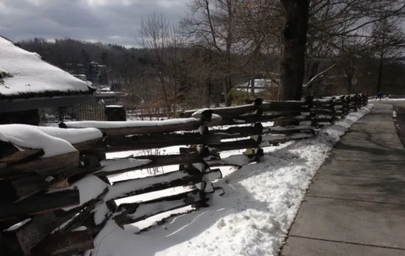 Winter Tree ID Workshop