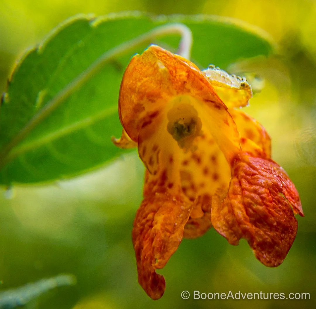 Watauga Home Market February 2026