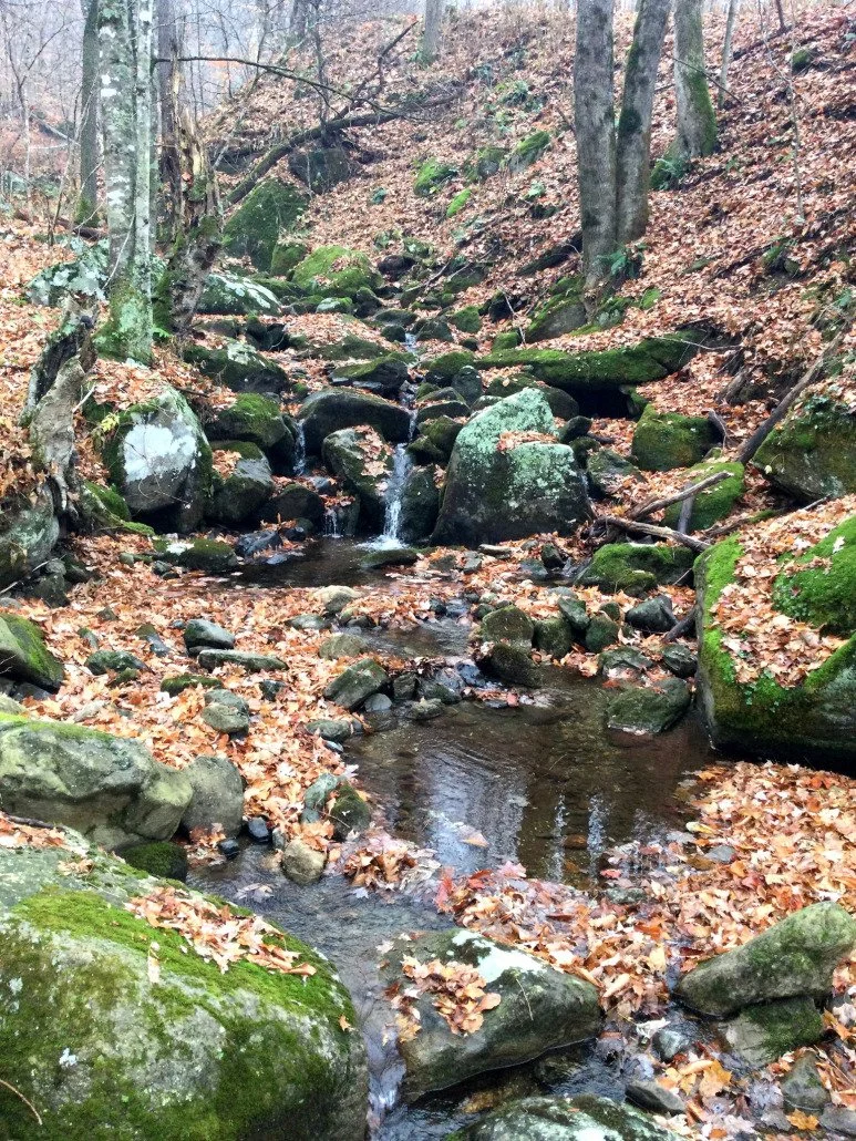 Additional Acreage Added to Wiles Creek Preserve