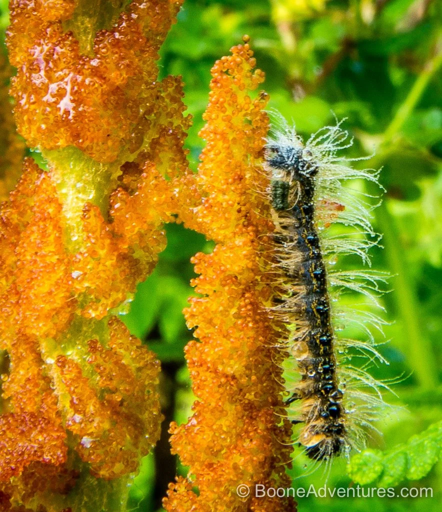 Watauga Home Market March 2026