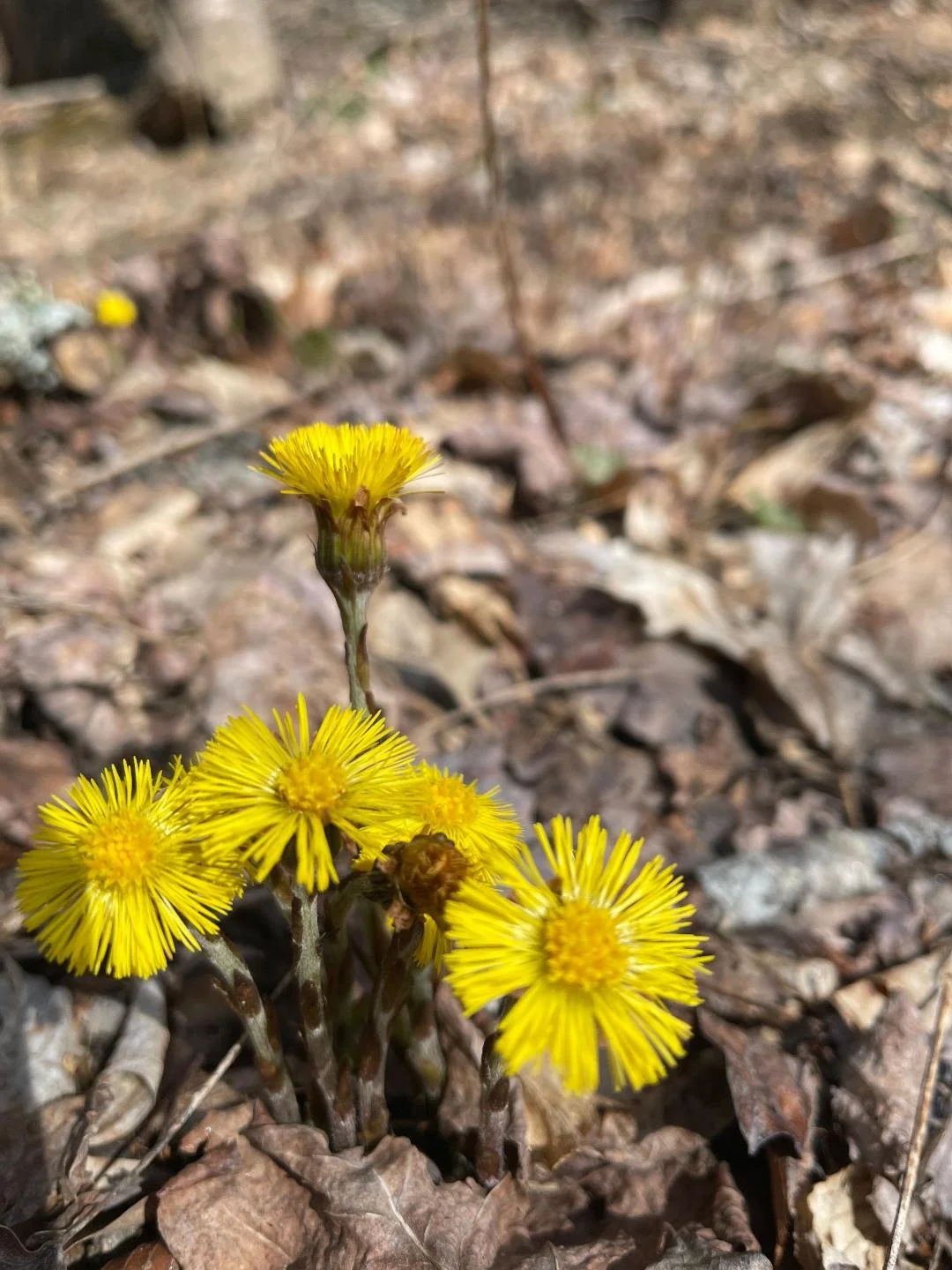 High Country Land Market April 2026