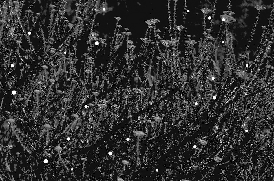 Close-up of plants or dried flowers with white droplets on them, captured at night or in low light.