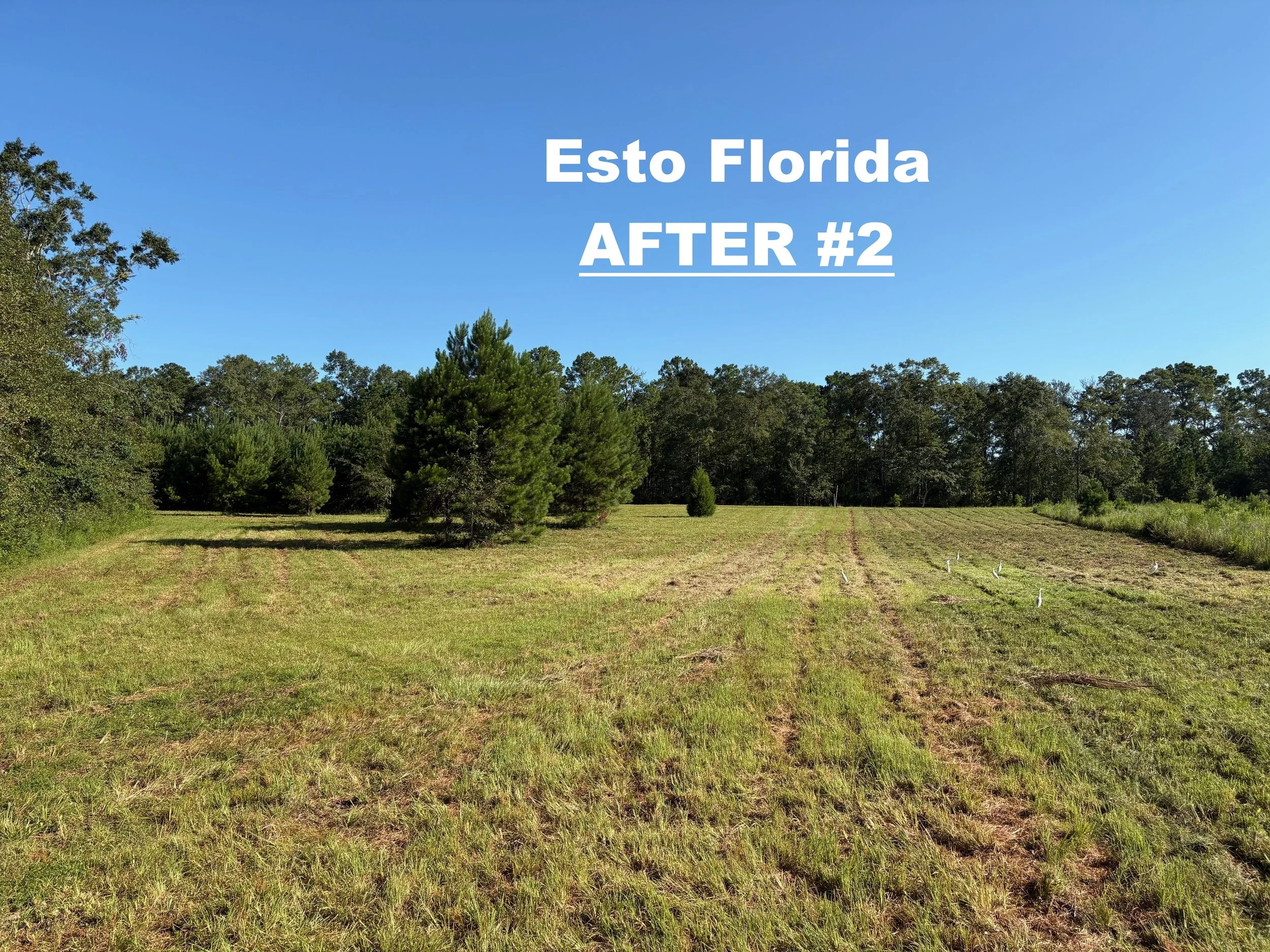ESTO FLORIDA AFTER BUSH HOG MOWING PHOTO NUMBER TWO.jpg
