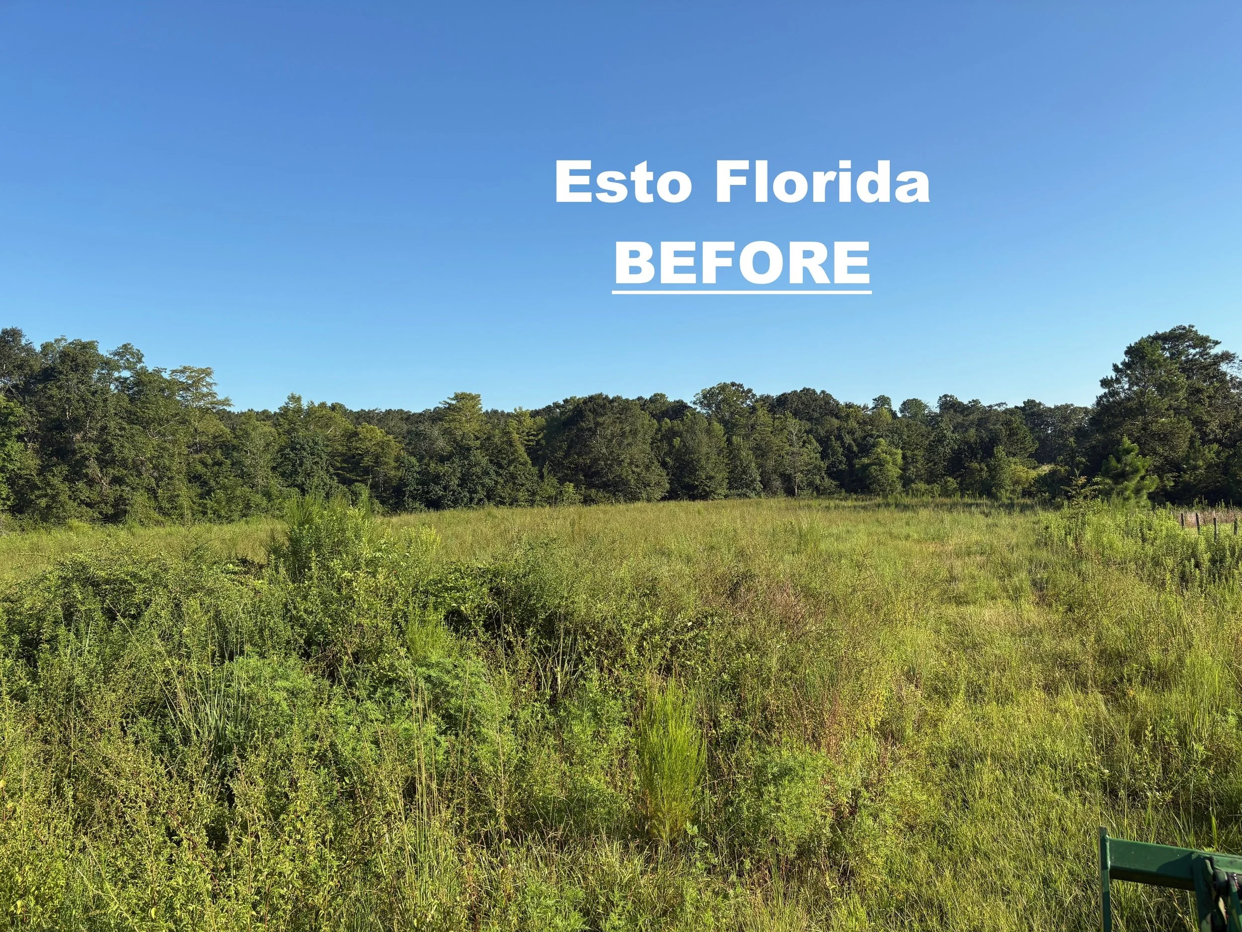 Esto Florida Bush Hogging job before photo.jpg