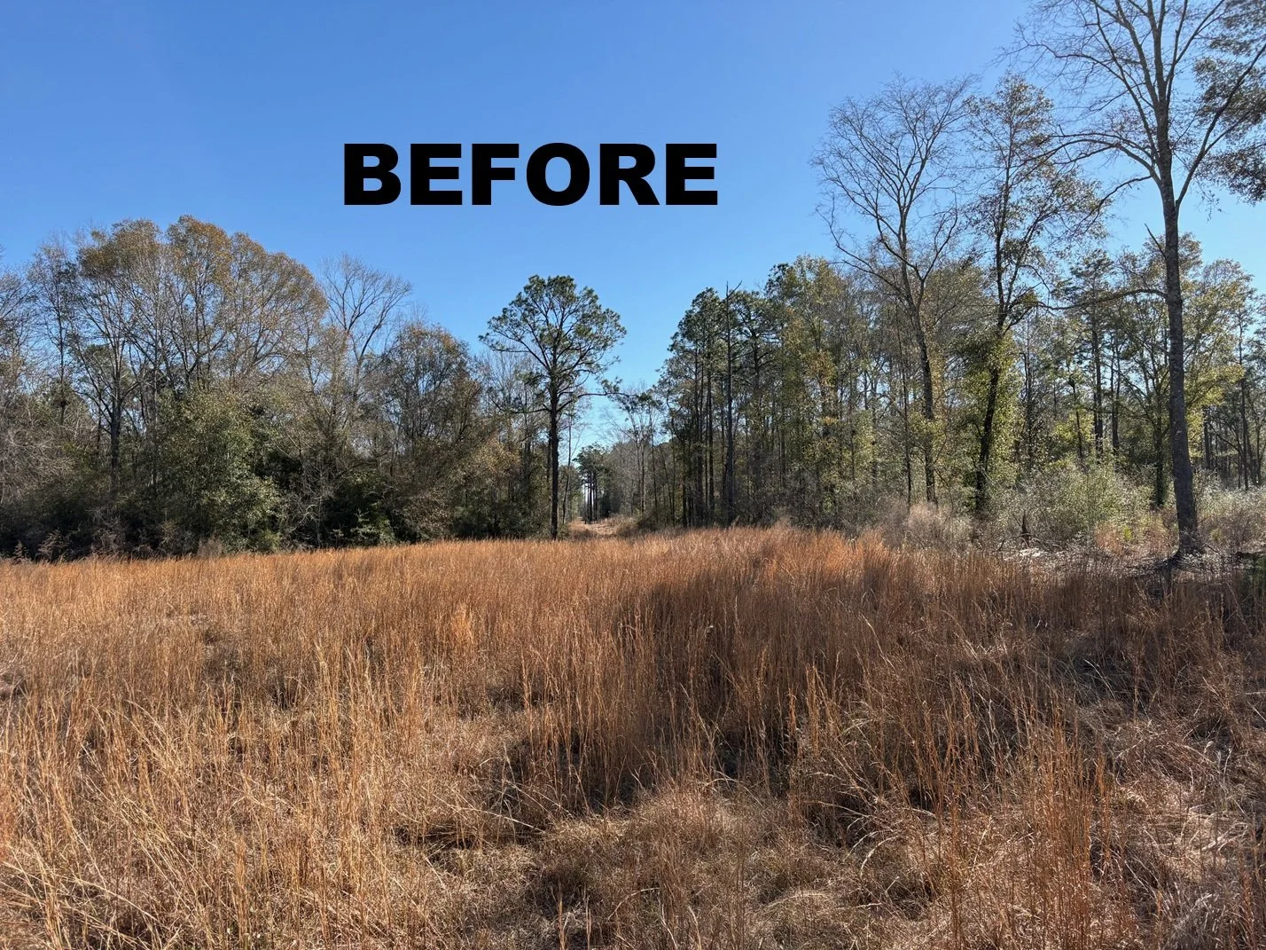 BLACK BUSHHOG JOB BEFORE PIC 1.jpg