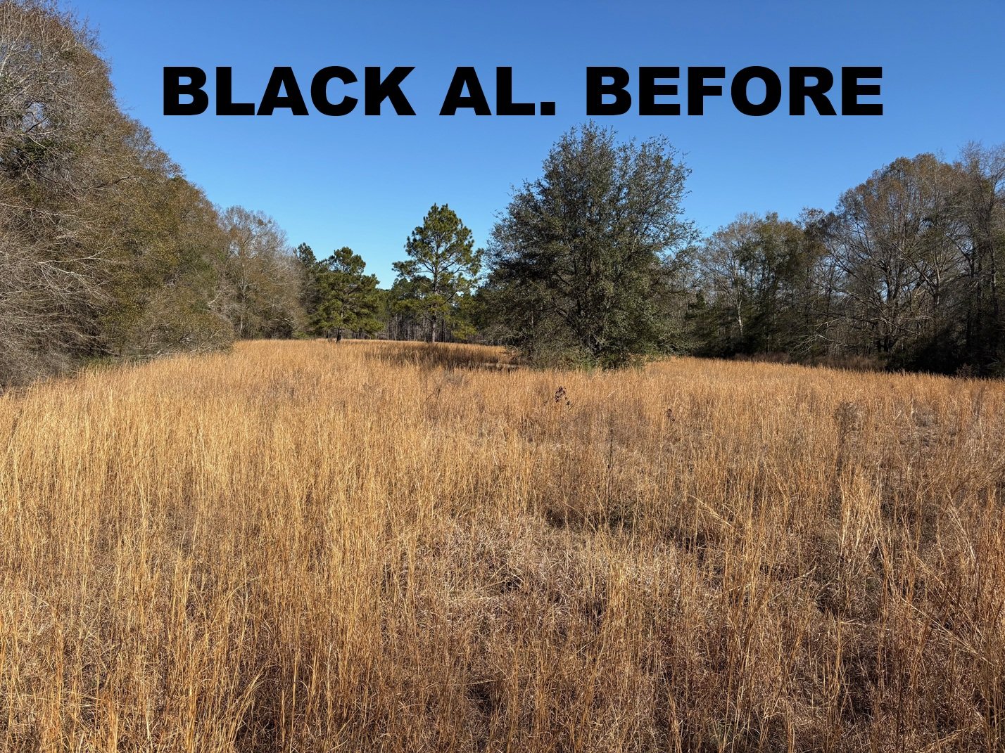 BLACK ALABAMA BEFORE BUSHHOGGIN PHOTO 2.jpg