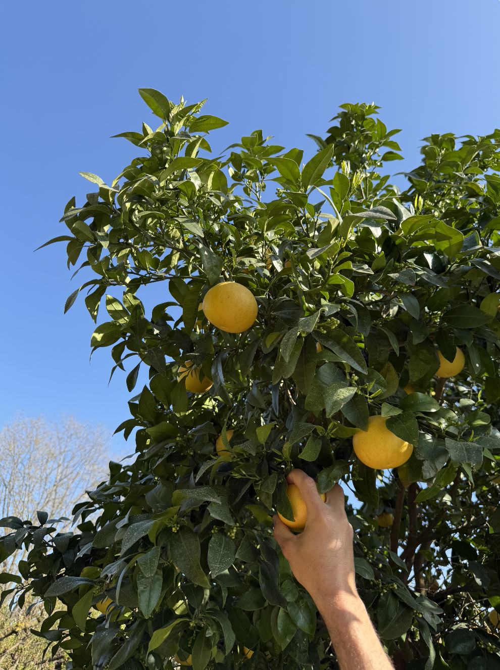 Une personne cueillant un pommier avec des pommes jaunes sous un ciel bleu clair.