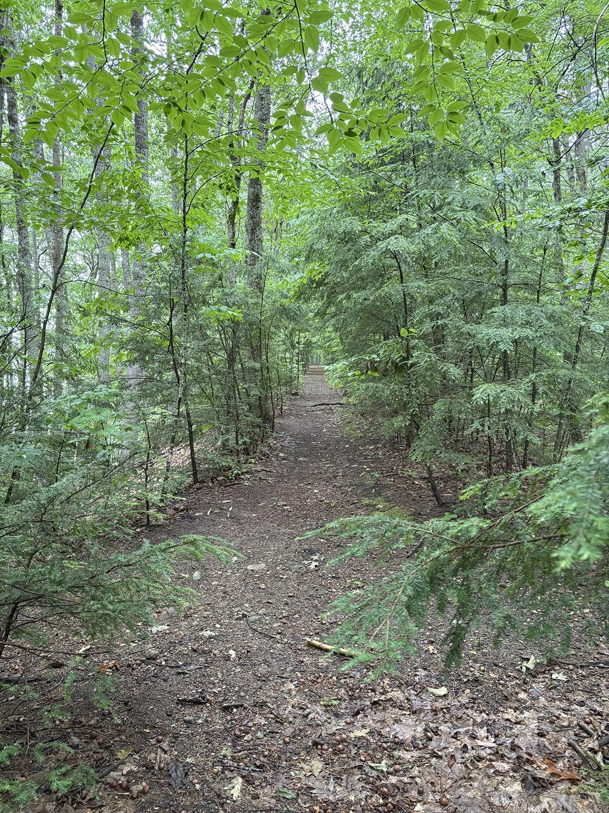 Path through Forest