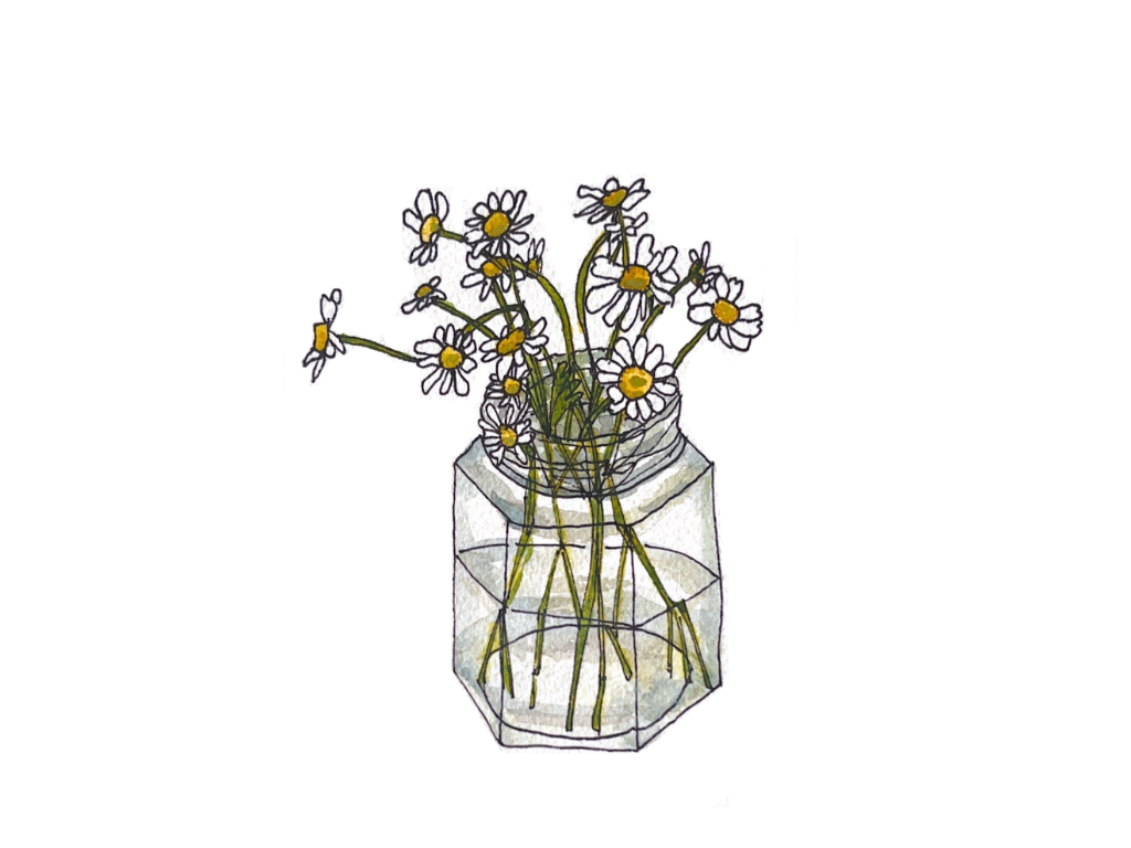 chamomile flowers.png