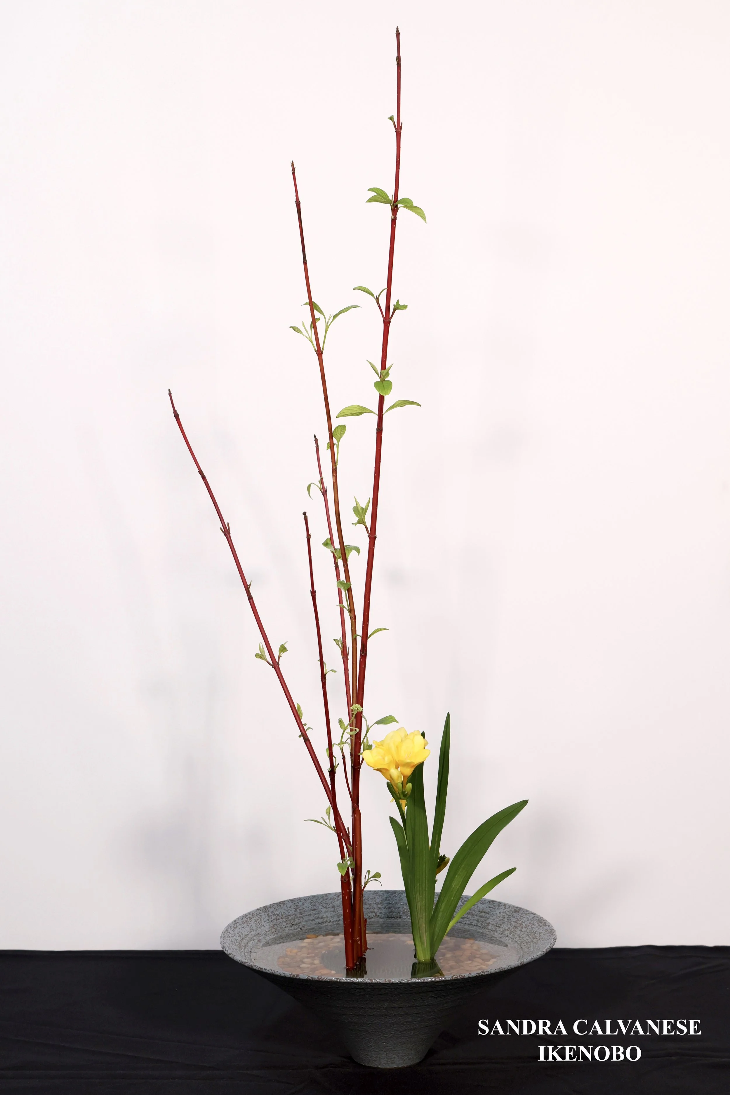 Stefania Pifferi - IKEBANA 2026 -98 copy.jpg