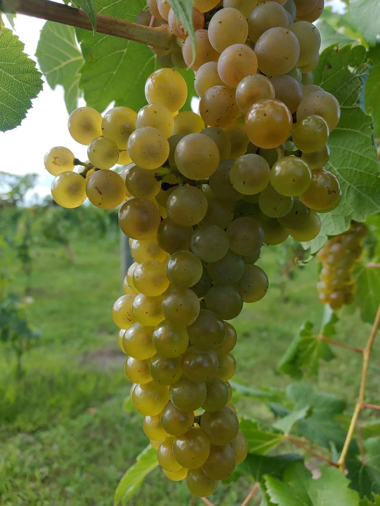 There are five grapes that define Ledge Blanc, and each thrives on the Wisconsin Ledge AVA: Itasca, Frontenac Blanc, LaCrescent, Frontenac Gris, and St. Pepin.

#ledgeblanc #wisconsinledgeava #wisconsinwine #aromaticwhites