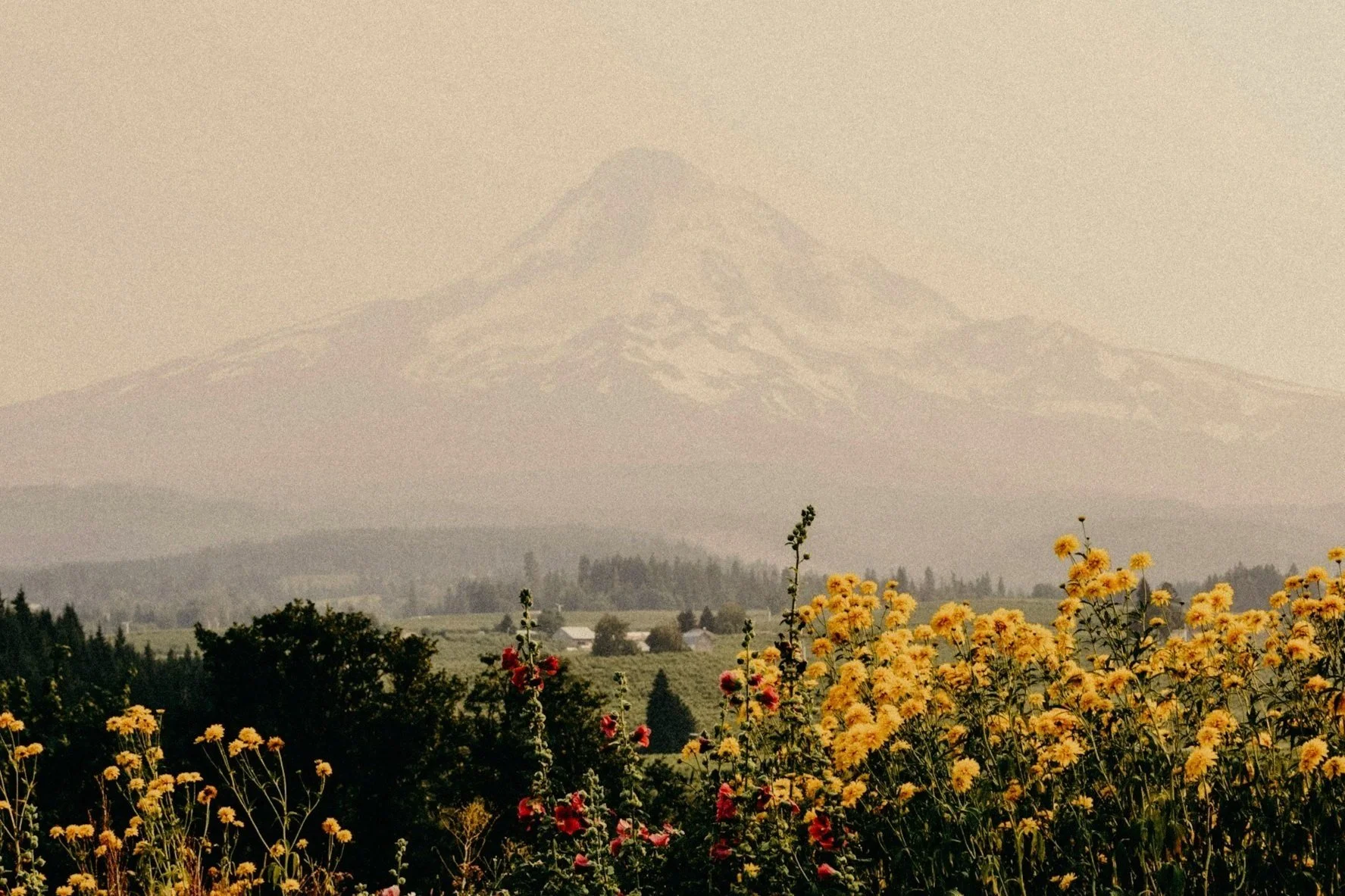 Mount Hood in the background with a hazy sky, and yellow wildflowers with some red flowers in the foreground.