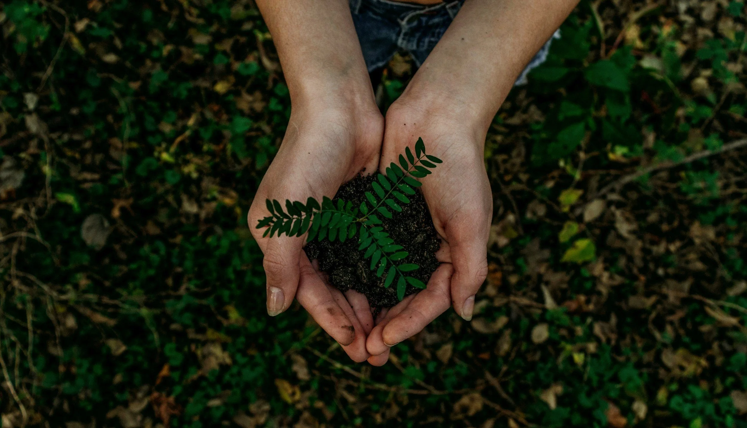 Two hands holding dark soil with a small green fern plant growing in it, over a background of green leaves and forest ground.