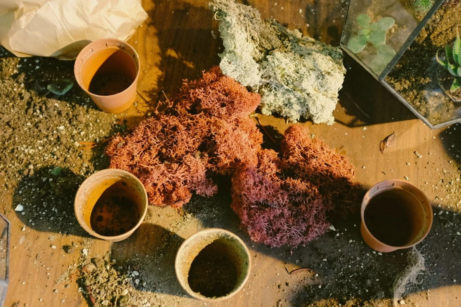 Assorted moss and cacti on a wooden table with cups of dark liquid, some soil, and a glass terrarium with small plants inside.