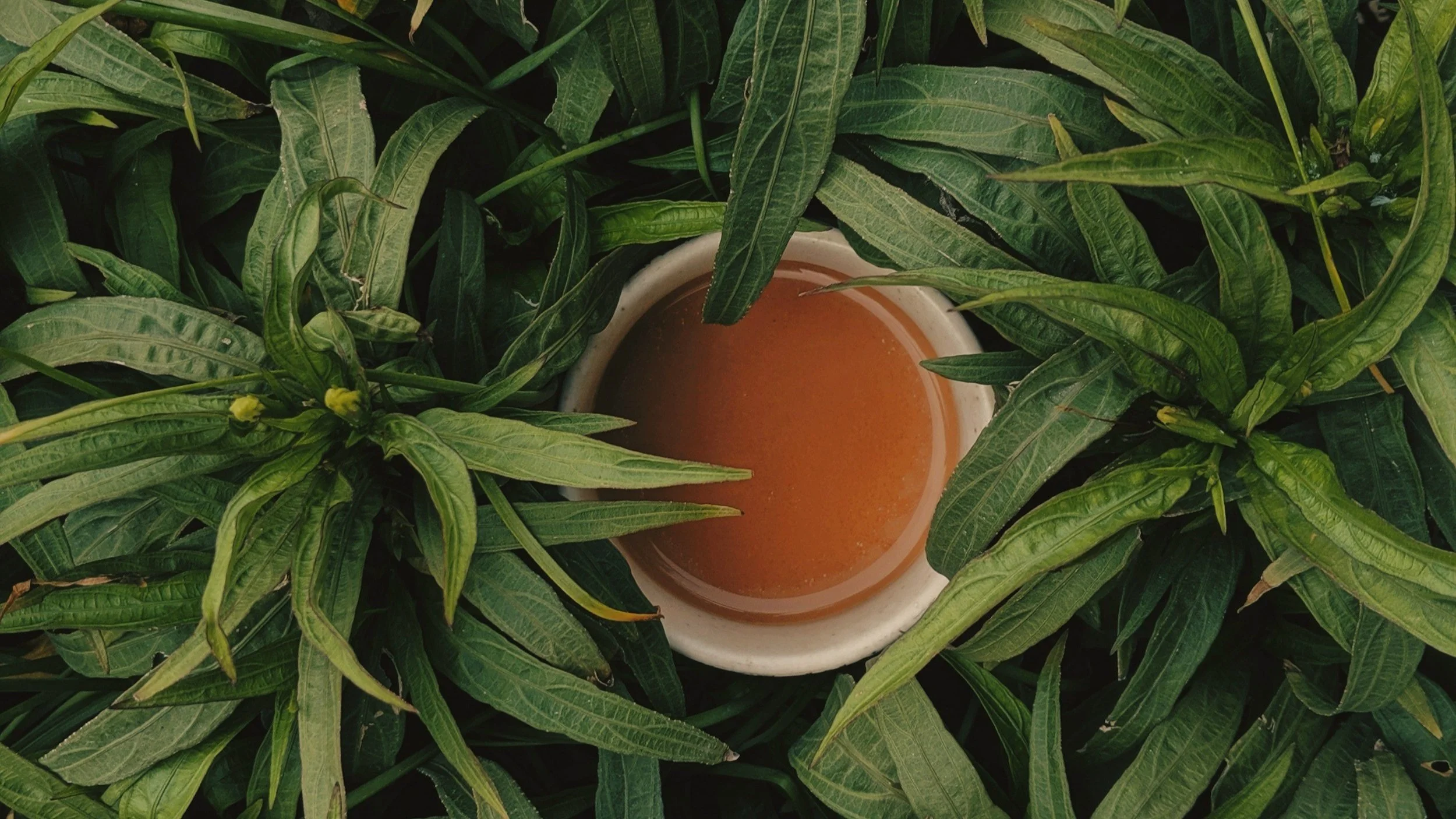 A white cup filled with a pinkish-orange beverage, surrounded by green leafy plants.
