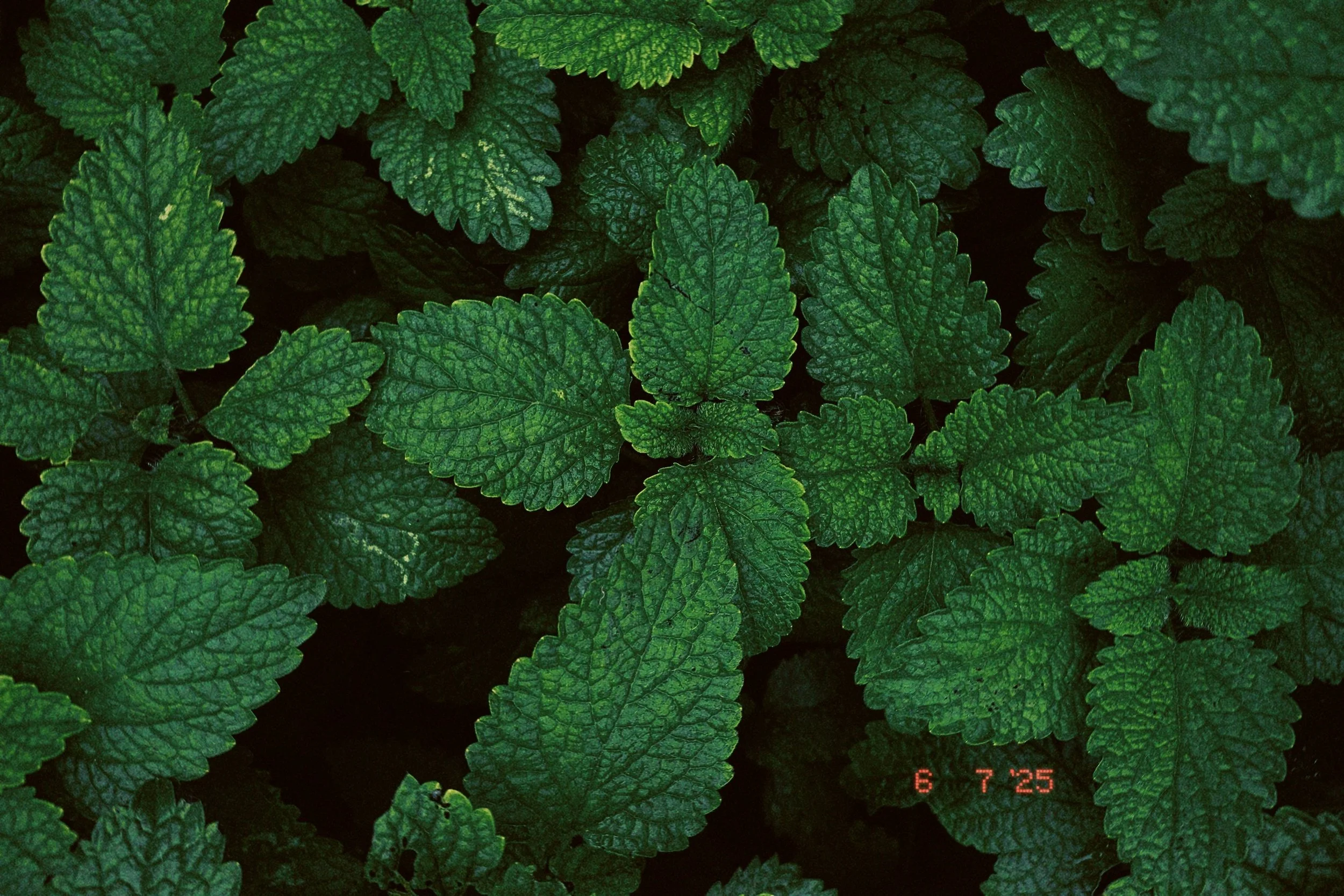 Close-up of green, textured, serrated leaves with dark spaces in between.