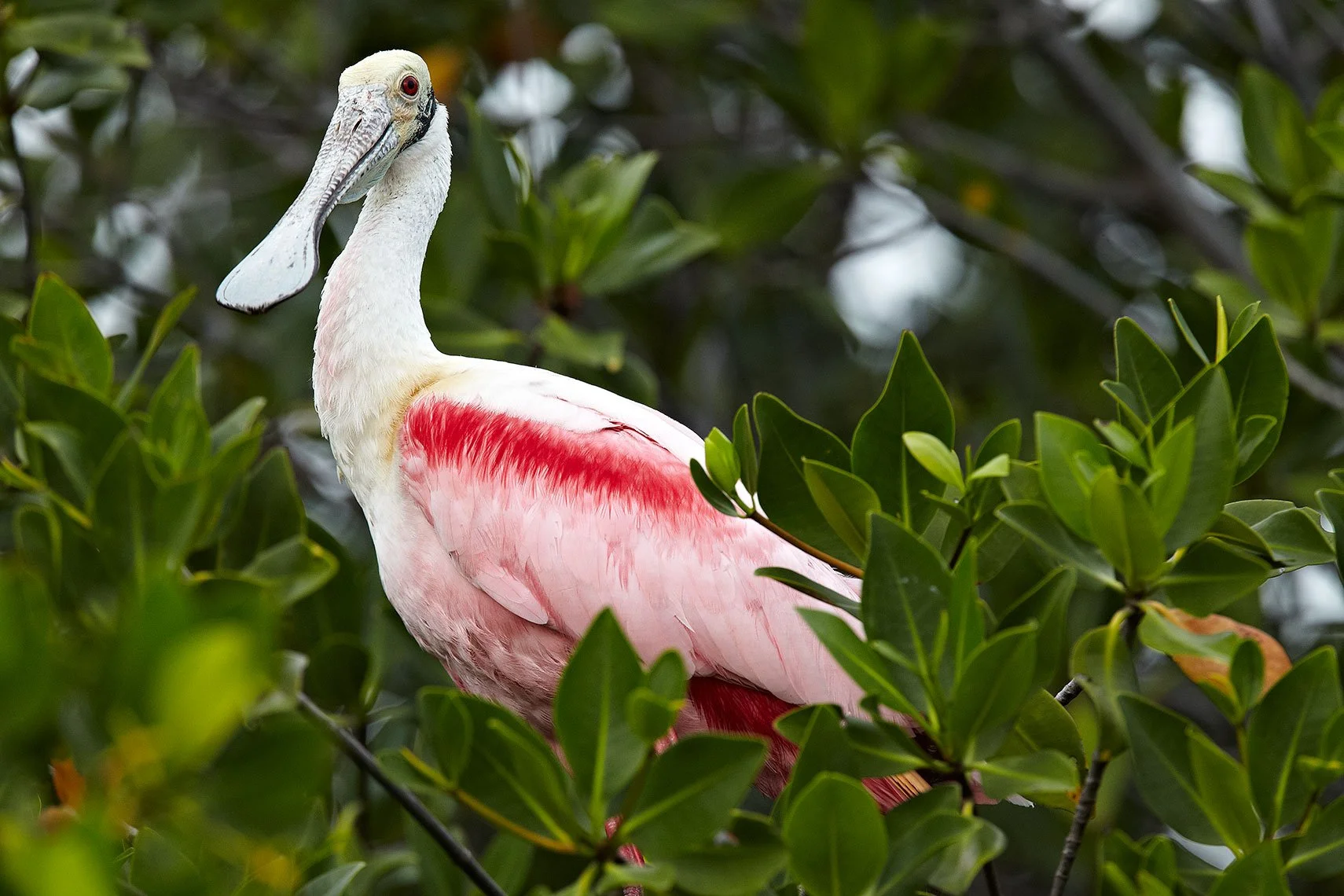 19_AM_Spoonbill_1495.jpg