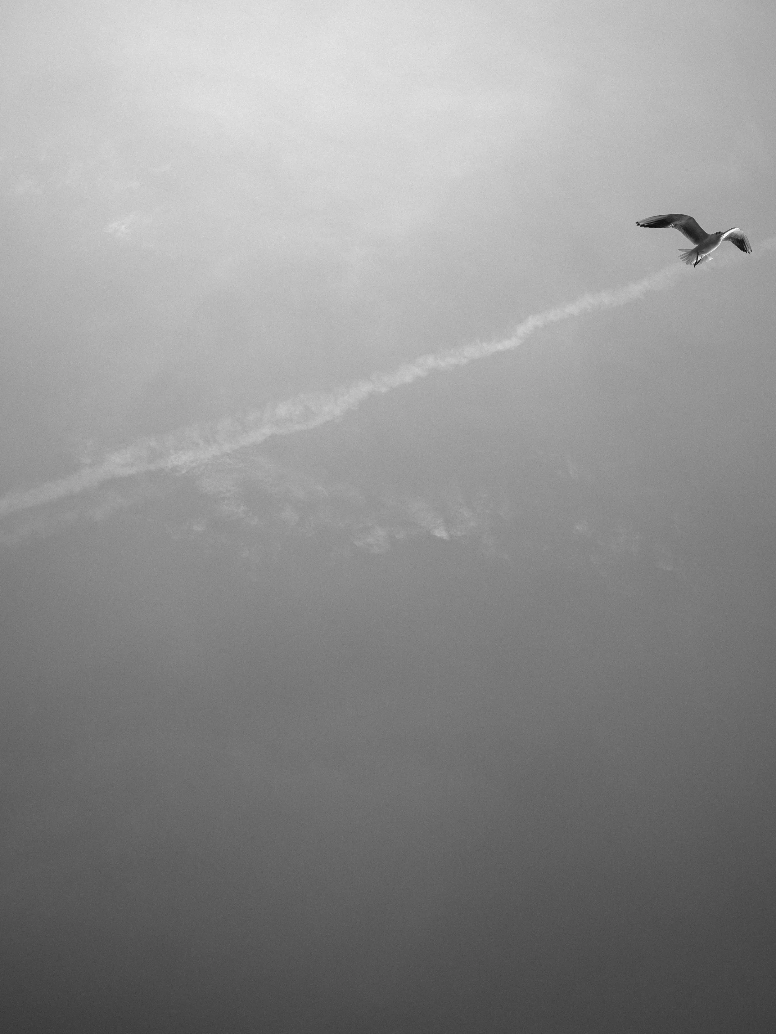  Gull Stream  | London (2025)
