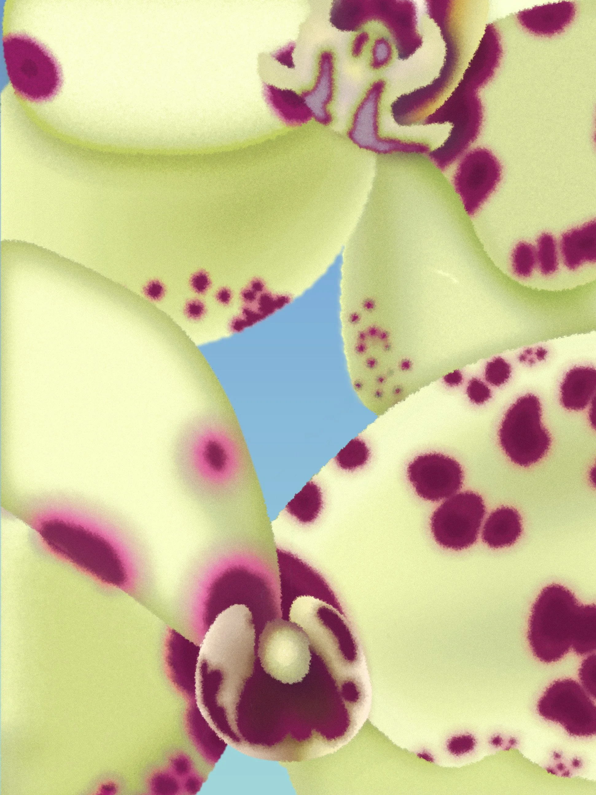 orchids blue background.jpg