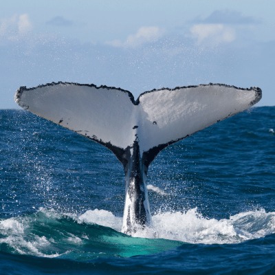 Humpback whales at Rio de Janeiro.png