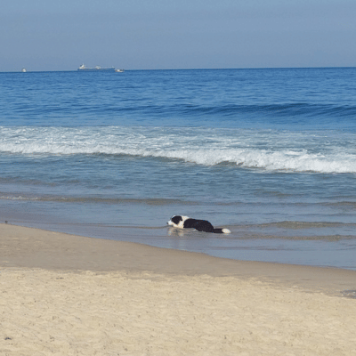 Dog enjpying Copacabana Beach.png