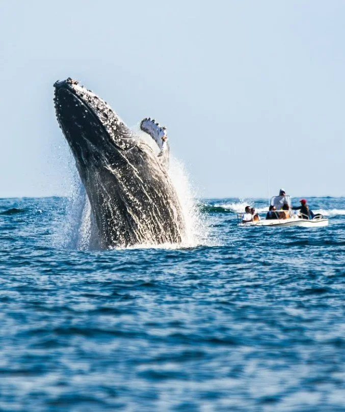 whale spotting rio de janeiro.jpg