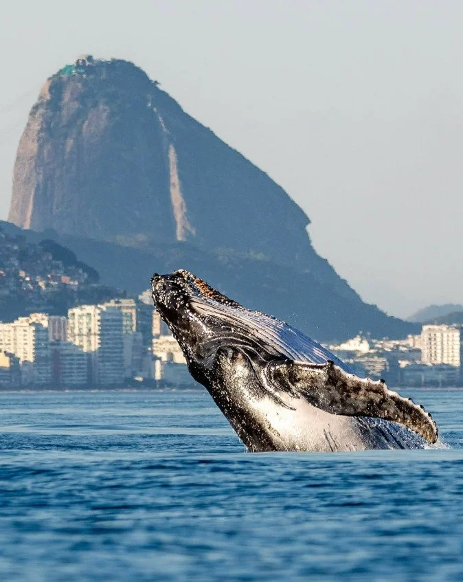 whale watching Rio de Janeiro.jpg