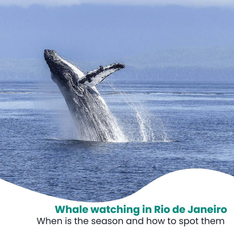 Whale watching in Rio de Janeiro: Season, tours and a bit of history