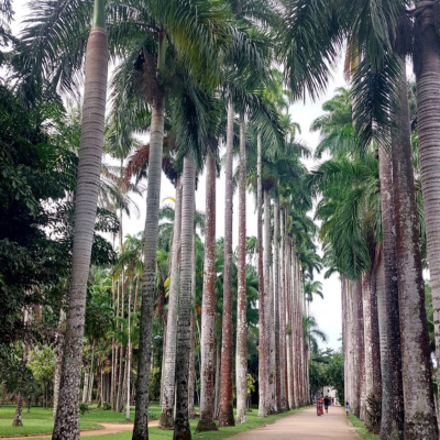 Botanical garden.png