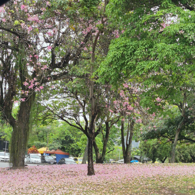 Aterro do Flamengo.png