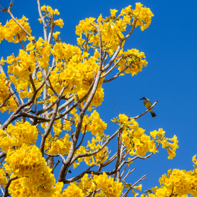 Yellow Ipe.png