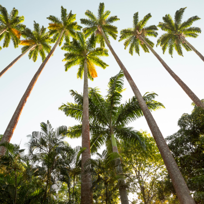 Botanic Garden .png