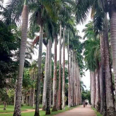 Botanic Garden Rio de Janeiro.jpg
