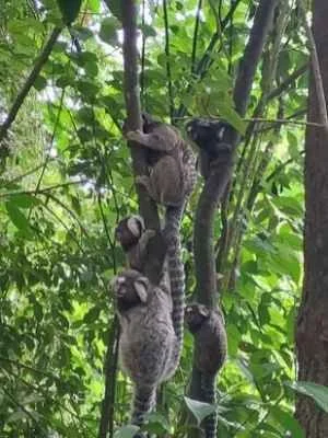 monkeys-in-the-leme-fort-trail.jpg