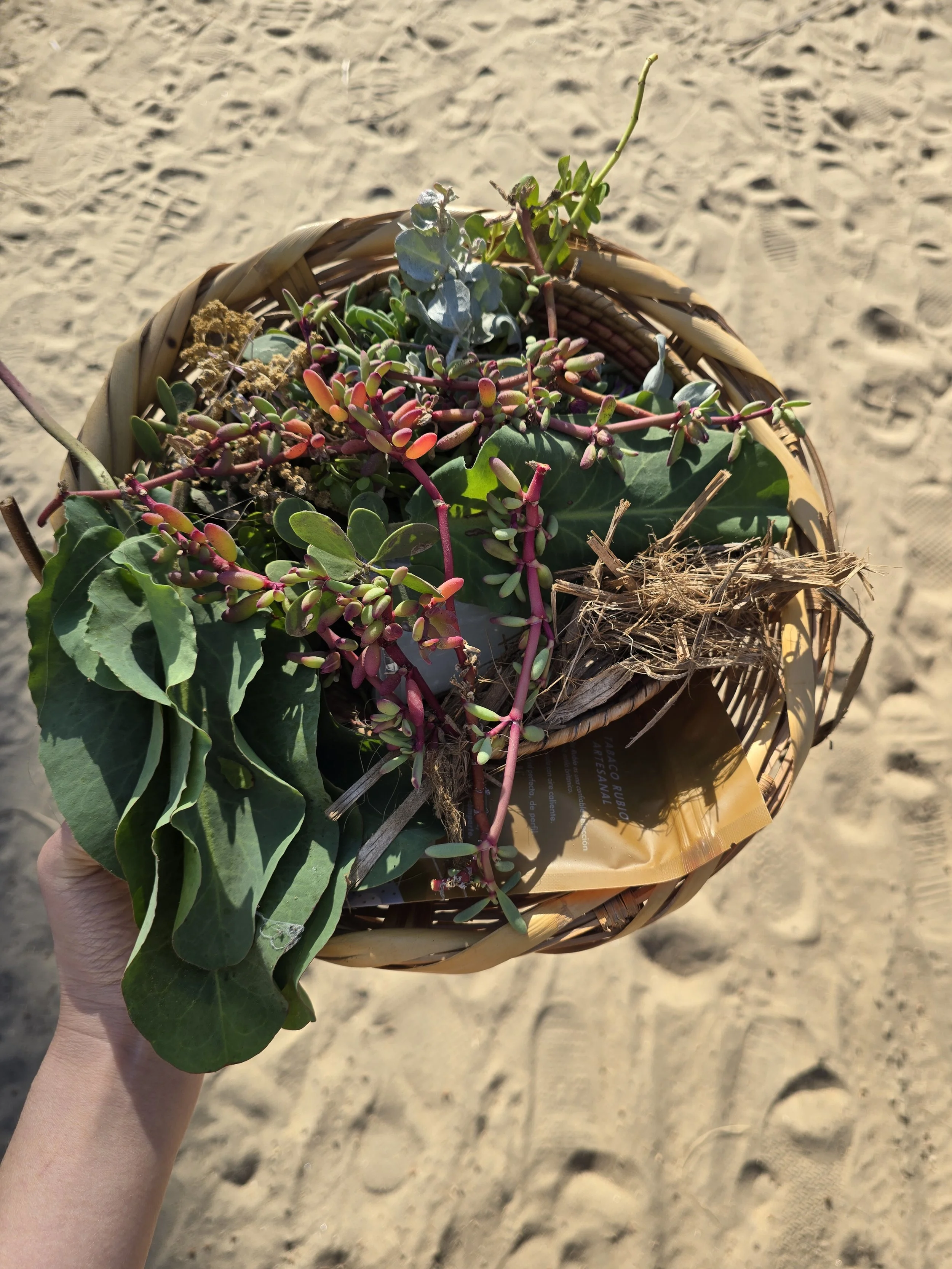 Hand holding a basket with assorted succulents and plants on sandy beach.