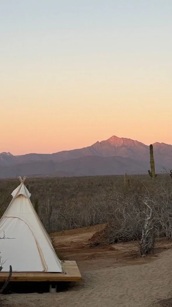 A tent set up on a wooden platform in a desert landscape with leafless bushes and cacti, mountains in the background during sunset with a pinkish sky.