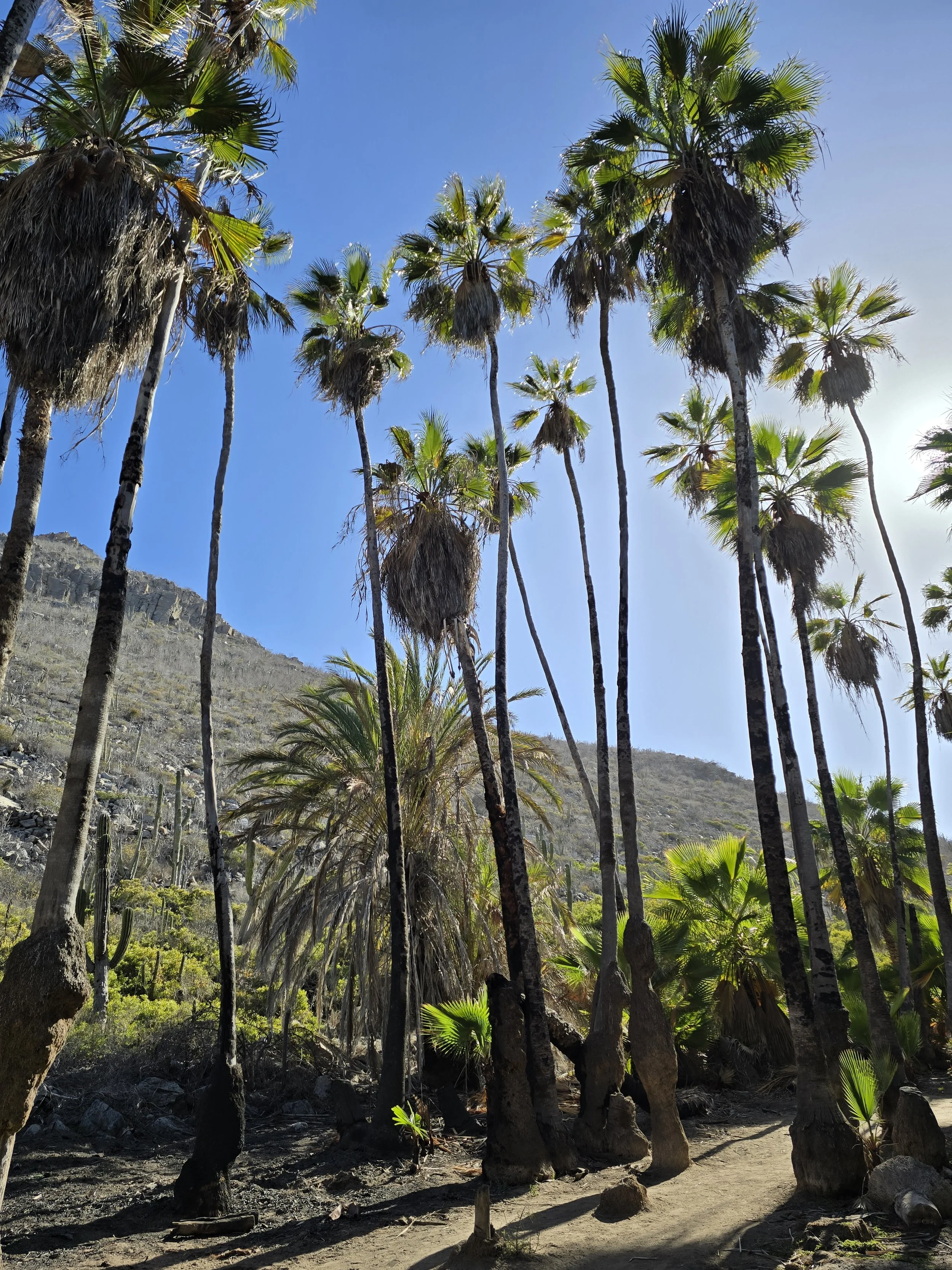 Tall palm trees under a bright blue sky with a mountain in the background.