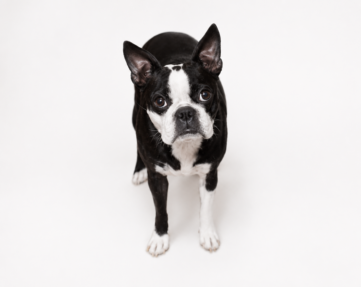 Interior Design Studio Dog, Gretta, Belle Baron, Houston Texas Design Dog