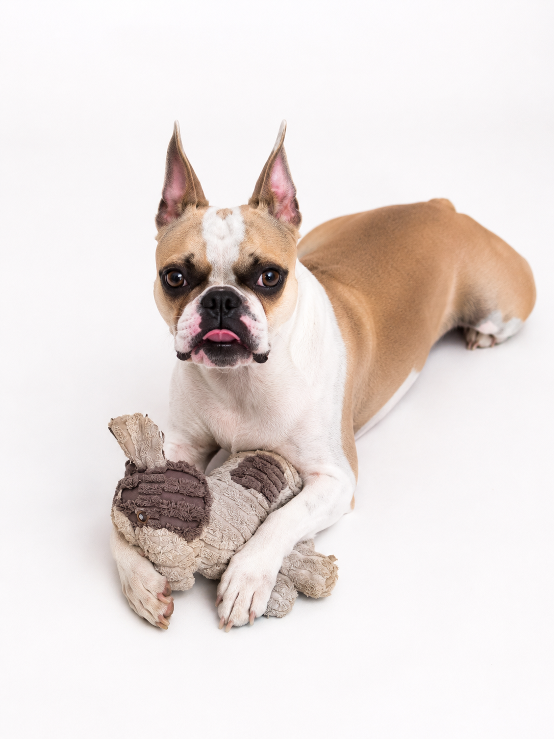 Interior Design Studio Dog, Lilly, Belle Baron, Houston Texas Interior Design Dog, Dog Holding Toy
