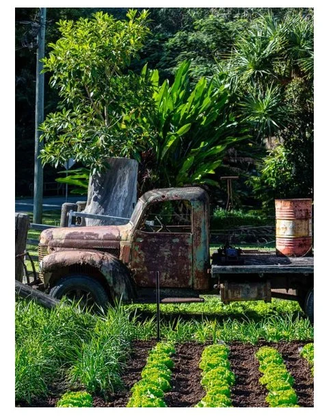 An old rusted truck parked in a lush garden with green plants and trees, and a patch of cultivated plants in front.