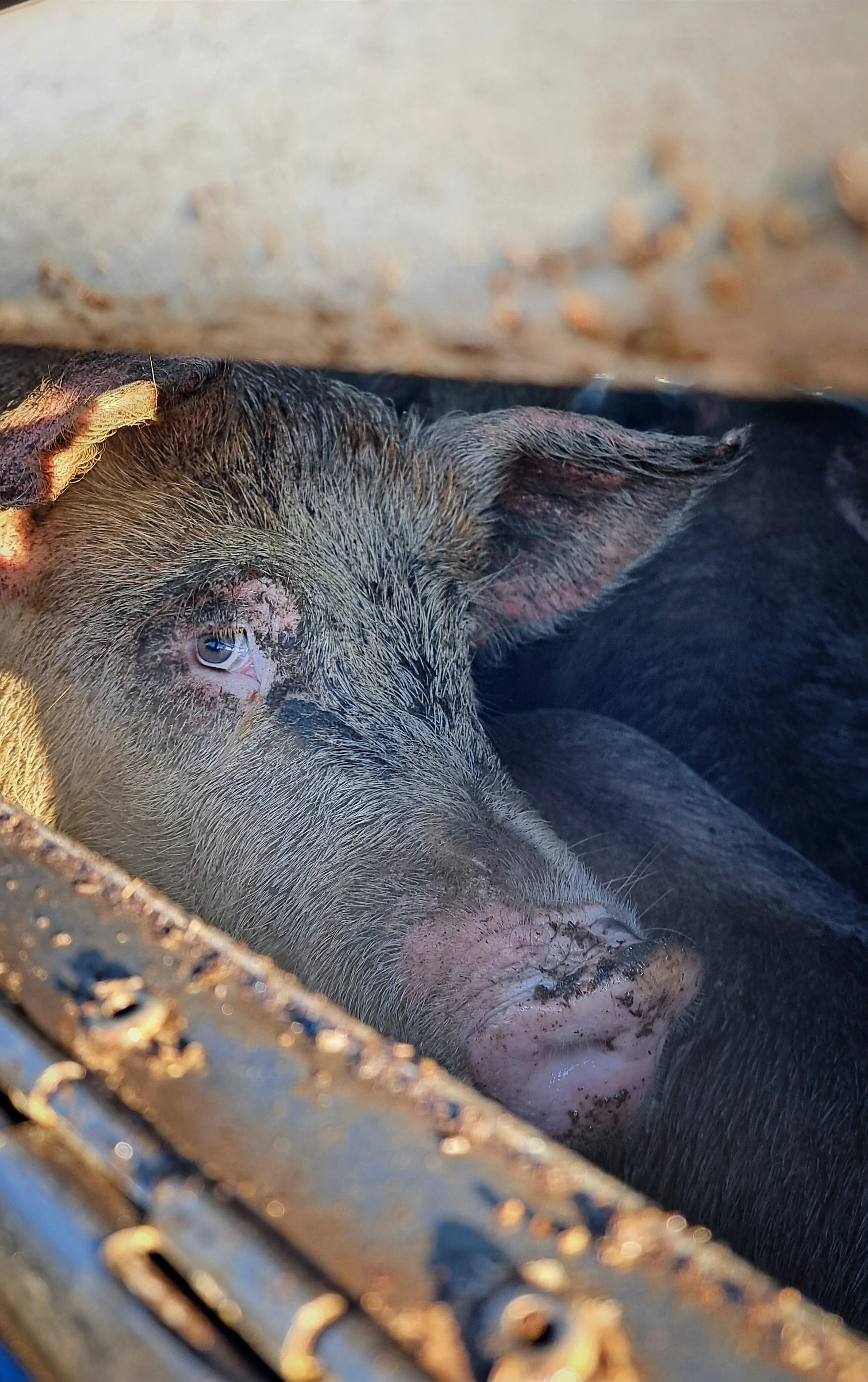 Major Backlash as Westerleigh Abattoir Seeks Massive Expansion