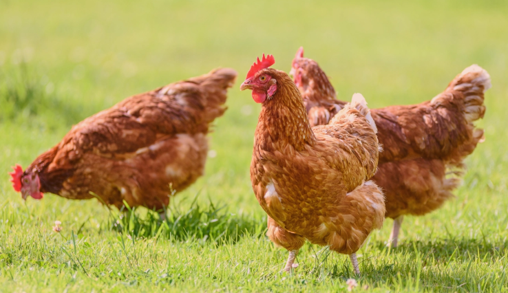 Planning permission for 310,000-chicken intensive poultry unit in Norfolk to be quashed